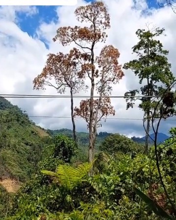 Thực trạng, giải pháp trong việc bảo vệ cây Ưới